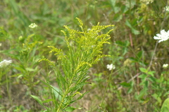 Solidago canadensis canadensis
