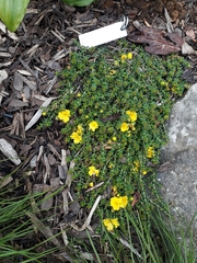 Hibbertia serpyllifolia