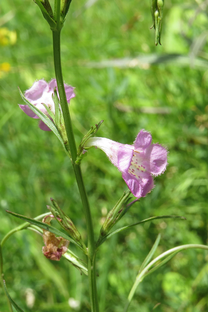 Agalinis communis