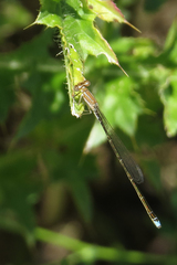 Argentagrion ambiguum