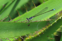 Argentagrion ambiguum