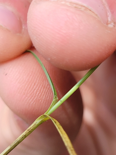 Image of Carex vallicola by (c) Konshau Duman, some rights reserved (CC BY)
