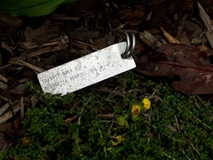 Hibbertia serpyllifolia