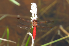 Orthemis nodiplaga