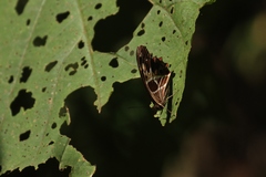 Oxeoschistus tauropolis tauropolis
