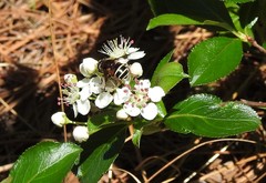 Eristalis cryptarum