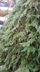 Pseudisothecium cardotii