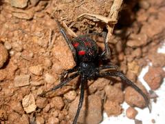 Latrodectus tredecimguttatus