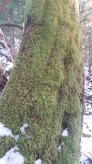 Pseudisothecium cardotii