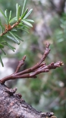 Arceuthobium tsugense