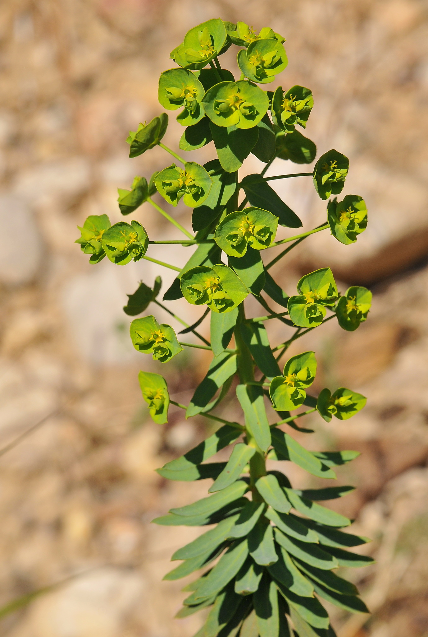 Euphorbia segetalis