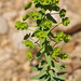 Euphorbia segetalis - Photo (c) José María Escolano, osa oikeuksista pidätetään (CC BY-NC-SA)