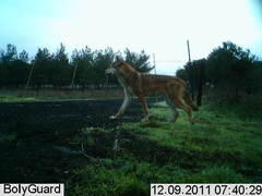 Canis lupus pallipes