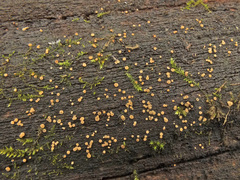 Phaeohelotium carneum