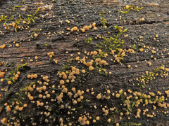 Phaeohelotium carneum