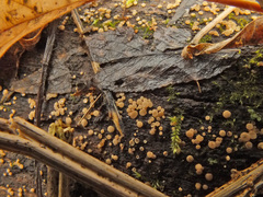 Phaeohelotium carneum