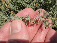 Frankenia salina