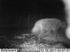 Hyaena hyaena