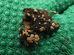 Phaeohelotium carneum