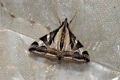 Agrioglypta excelsalis