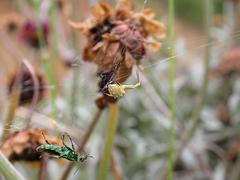 Uloborus walckenaerius