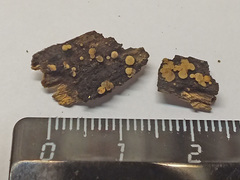 Phaeohelotium carneum