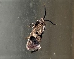 Pycnocera hypoxantha