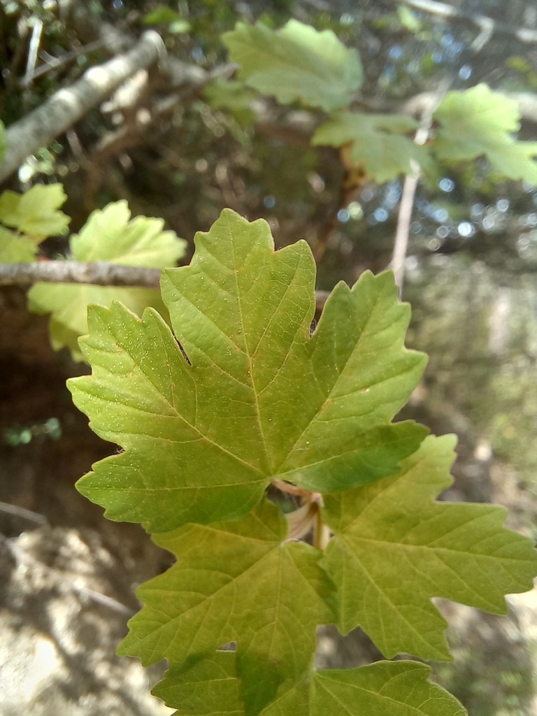Arce de Granada