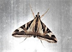 Agrioglypta excelsalis