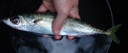 Scomber australasicus