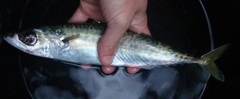 Scomber australasicus