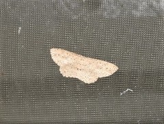Cyclophora turneri