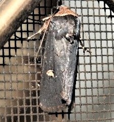 Proteuxoa cinereicollis