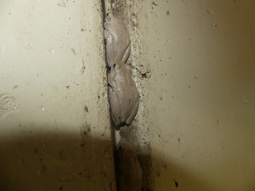Colleeneremia pyrina
