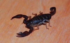 Euscorpius flavicaudis