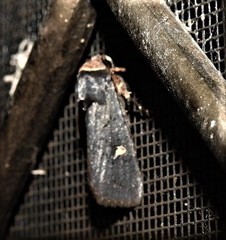 Proteuxoa cinereicollis