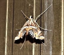 Margarosticha euprepialis