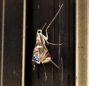 Margarosticha euprepialis