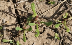 Sphaeromorphaea australis