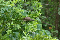 Philemon buceroides