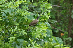 Philemon buceroides