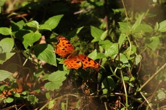 Polygonia g-argenteum