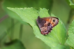 Paramacera xicaque xicaque