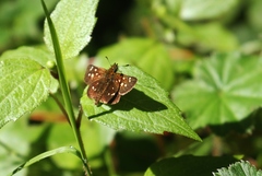 Piruna ceracates