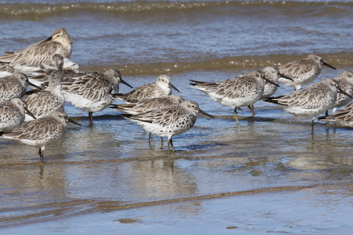 Correlimos grande (Calidris tenuirostris)