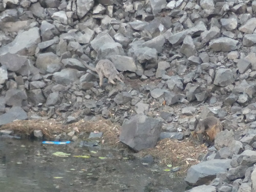 Petrogale inornata