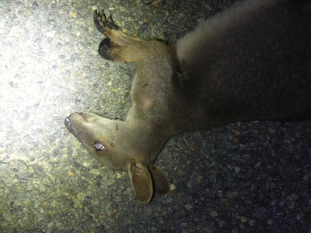 Proserpine Rock Wallaby