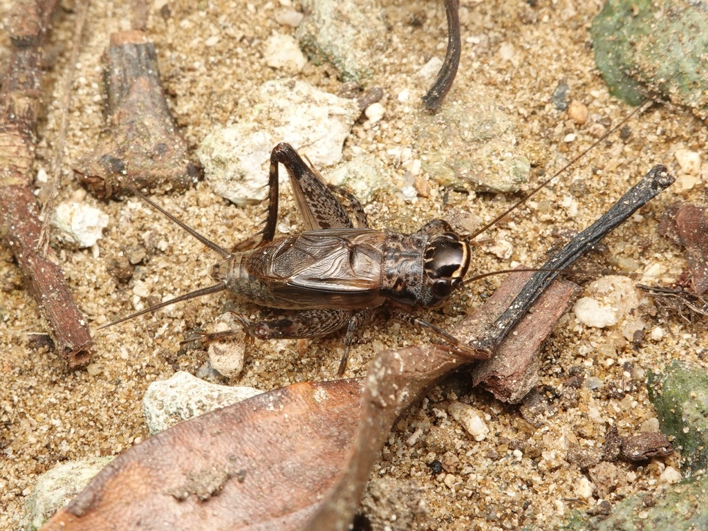Loxoblemmus equestris