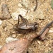 小扁頭蟋蟀 - Photo 由 orthoptera-jp 所上傳的 (c) orthoptera-jp，保留部份權利CC BY-NC