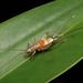 Ornebius longipennis ryukyuensis - Photo (c) orthoptera-jp, some rights reserved (CC BY-NC), uploaded by orthoptera-jp
